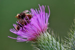 Blaaskopvliegen (Sicus ferrugineus ) op distel, Speuld